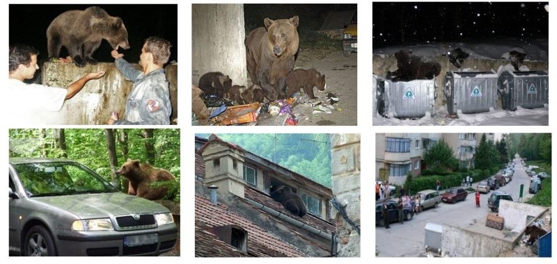 URȘI HABITUAȚI – Fundamentarea necesității unei definiții oficiale și a cadrului tehnic de intervenție și reglementare