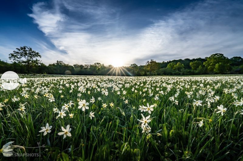 Primăvara își dezvăluie farmecul în Covasna: câmpuri de narcise sălbatice și peisaje spectaculoase îi așteaptă pe turiști