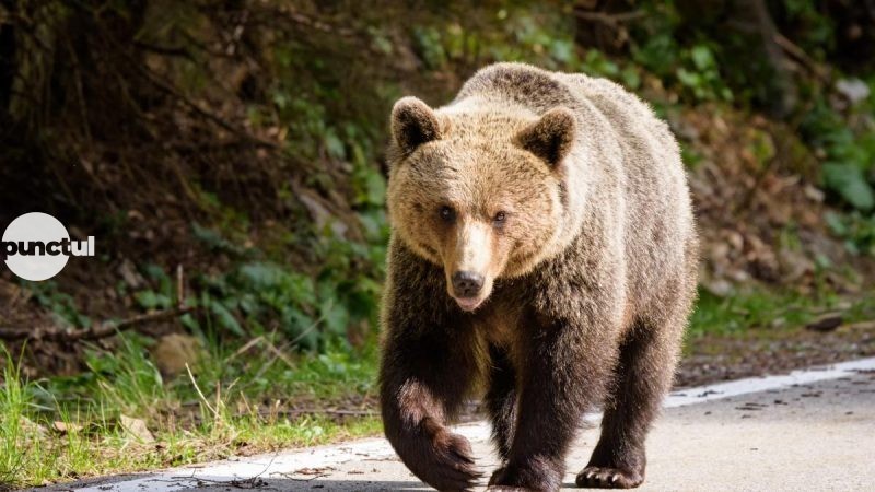 Creștere accelerată a numărului de urși în Mureș – 1.715 exemplare, cu 172 în plus față de acum 1 an