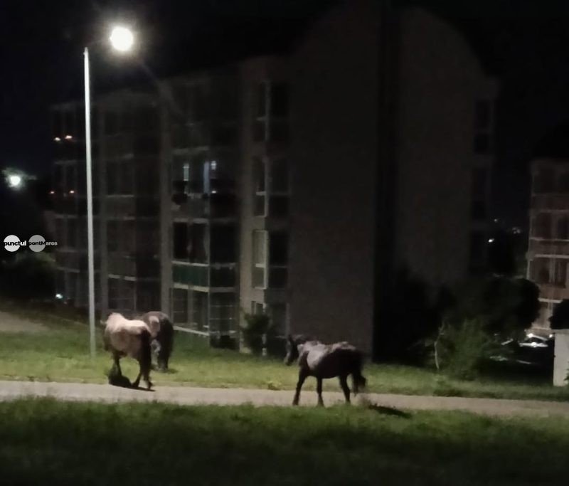 Caii din Belvedere, la plimbarea de noapte: patrula de Intervenție a întrerupt „turul orașului”