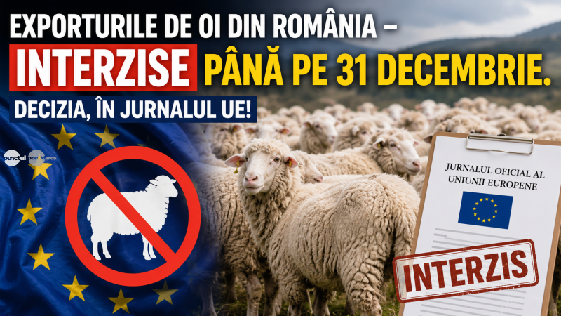 După niște oi bolnave prin Mureș, exporturile de ovine și caprine din România, interzise până la 31 decembrie 2026