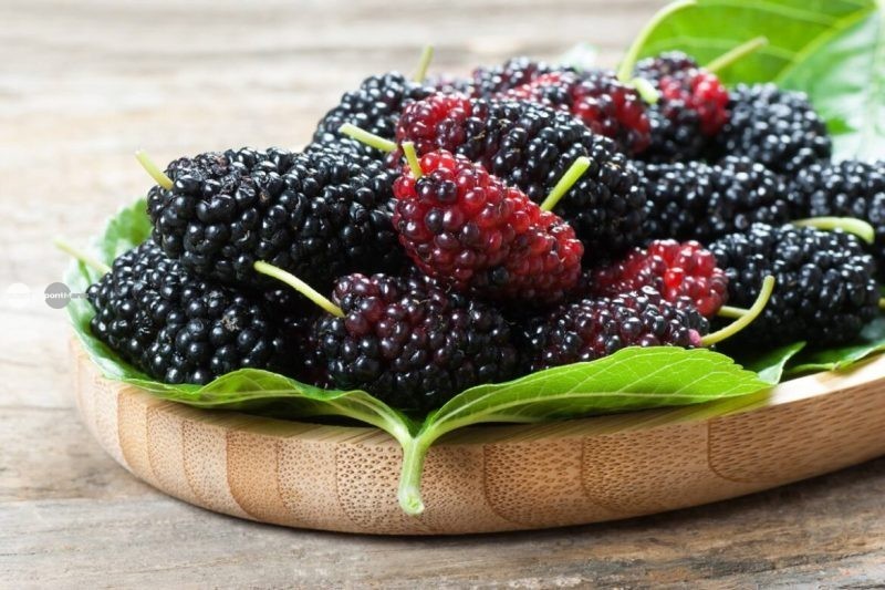 Dudele, fructele de sezon bogate în antioxidanți, fibre și vitamina C