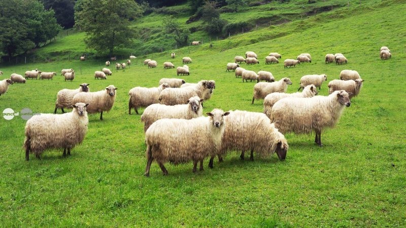 România riscă restricții la exporturile de ovine și caprine din cauza focarelor de variolă și de pestă confirmate în județul Mureș