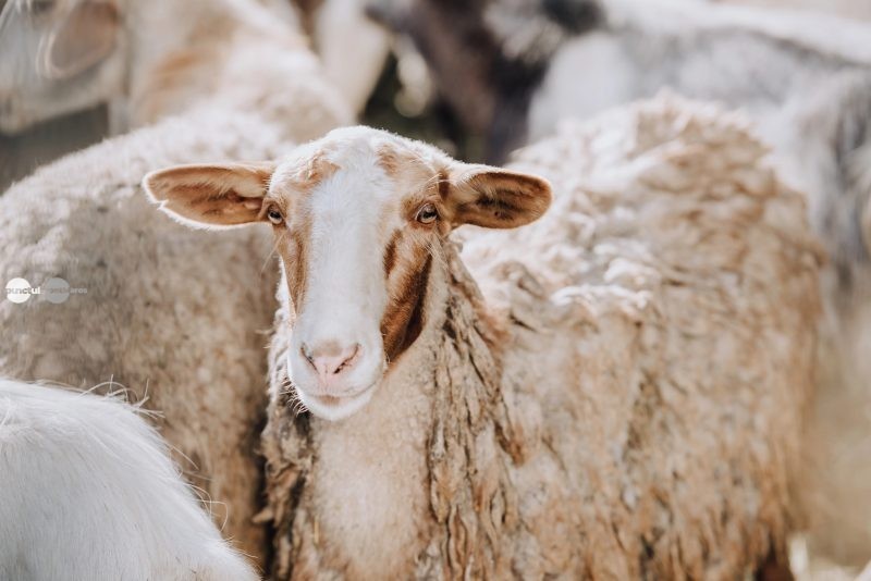 ANSVSA cere Comisiei Europene să nu blocheze exporturile de ovine ale României după focarele din Mureș