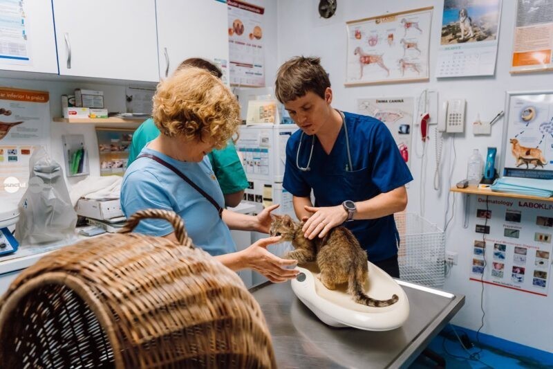 Program de sterilizare pentru câini și pisici, în desfășurare la Târgu Mureș