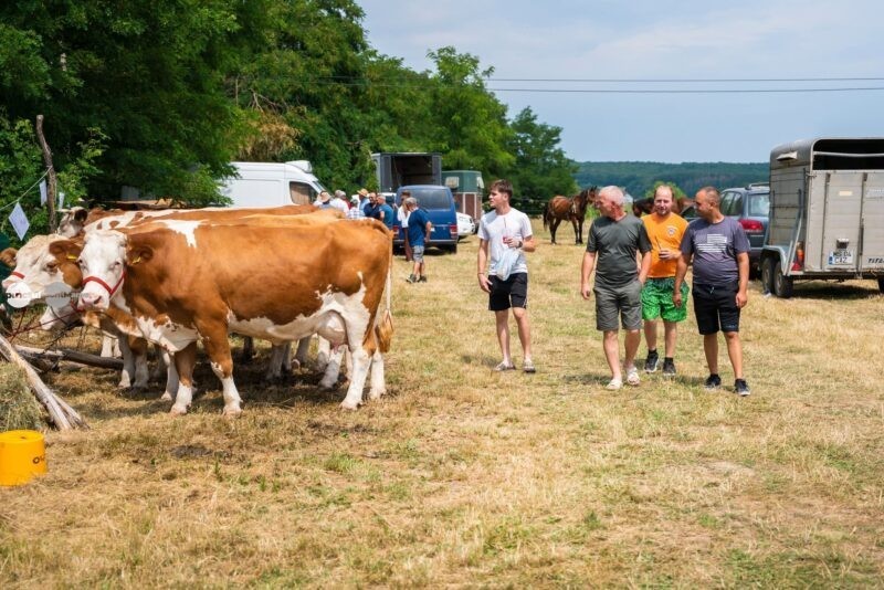 Ediția a XI-a a Expo taurine, organizată la Breaza