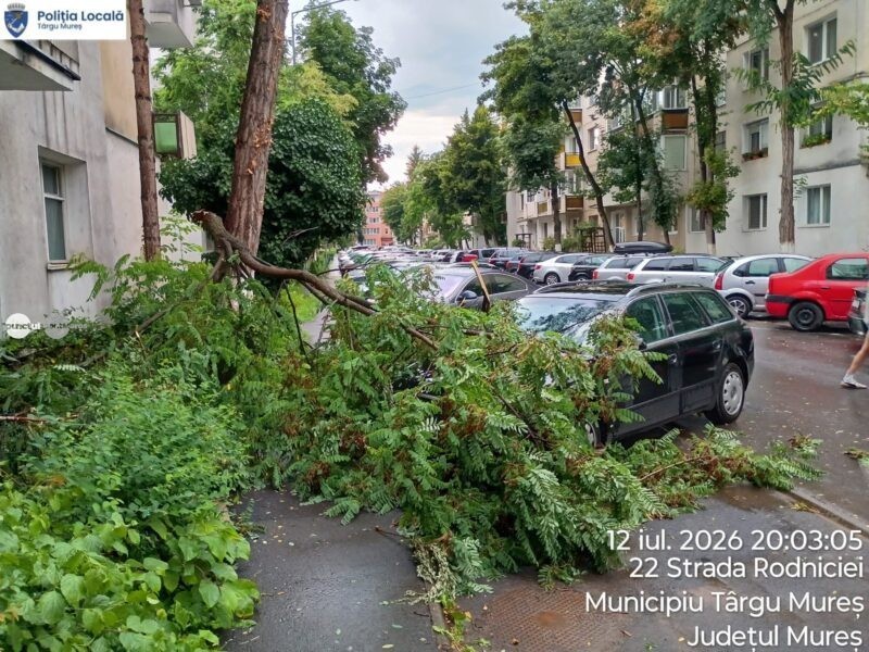 Vegetația neîngrijită creează tot mai multe probleme la Târgu Mureș. Crengile cad și pe vreme bună