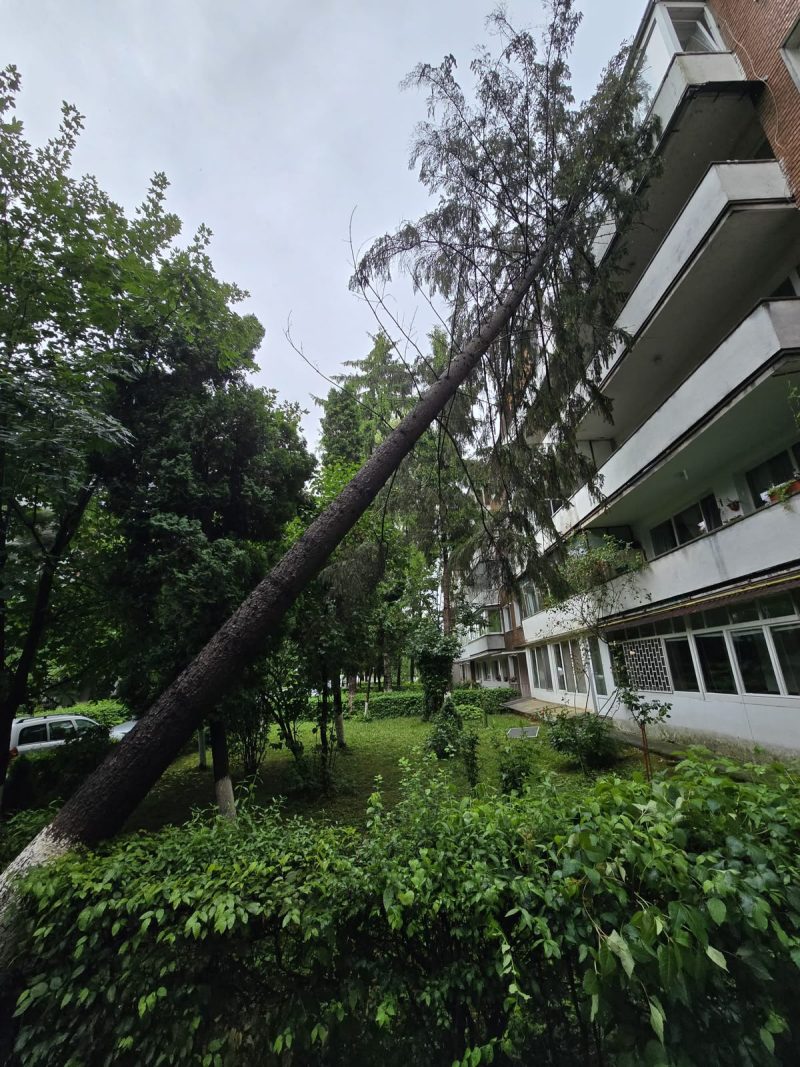 Copaci și crengi căzute în urma unei furtuni în Mureș