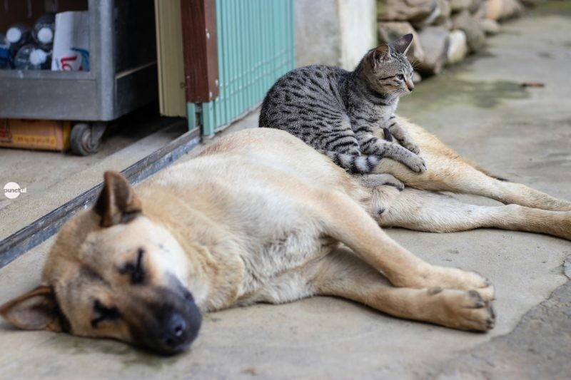Sterilizare gratuită pentru câini și pisici la Târgu Mureș. Cum te poți programa