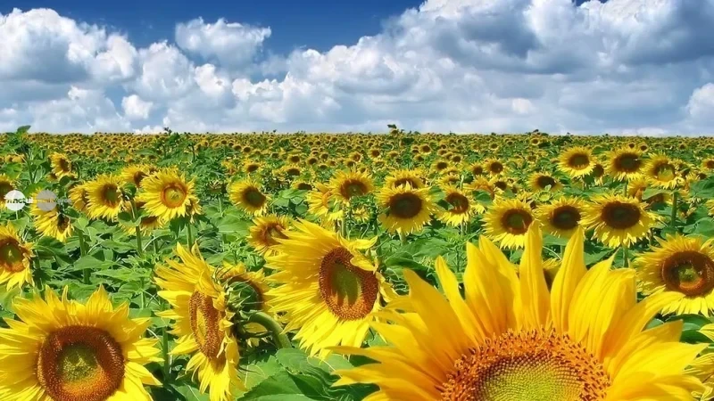 România a devenit cel mai mare exportator de oleaginoase din Uniunea Europeană