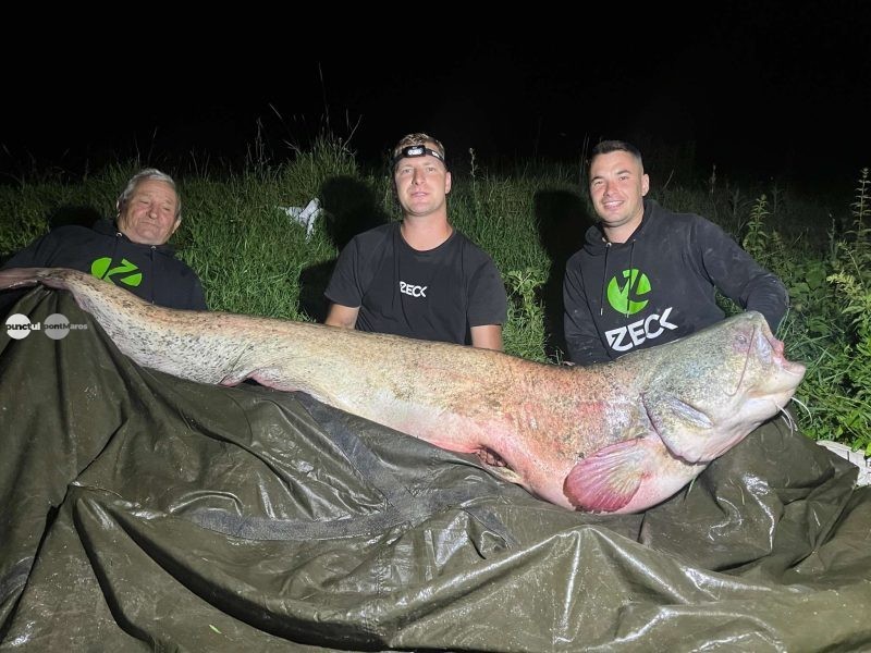 Captură record pe râul Mureș: un somn de 2,31 metri și peste 100 de kilograme a fost prins și eliberat