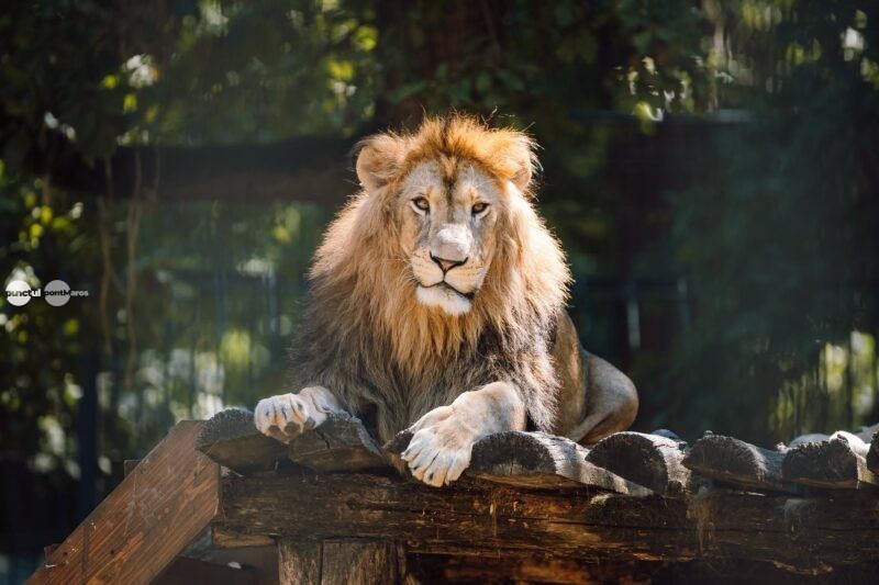 Prezentare de modă sustenabilă, în padocul leilor de la Grădina Zoologică din Târgu Mureş