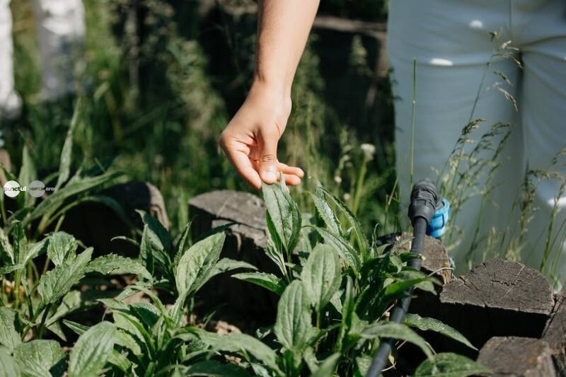 „Comorile Pădurii”, transformate în experiențe culinare la Gheorgheni. Ciuperci, fructe de pădure, vânat și plante medicinale