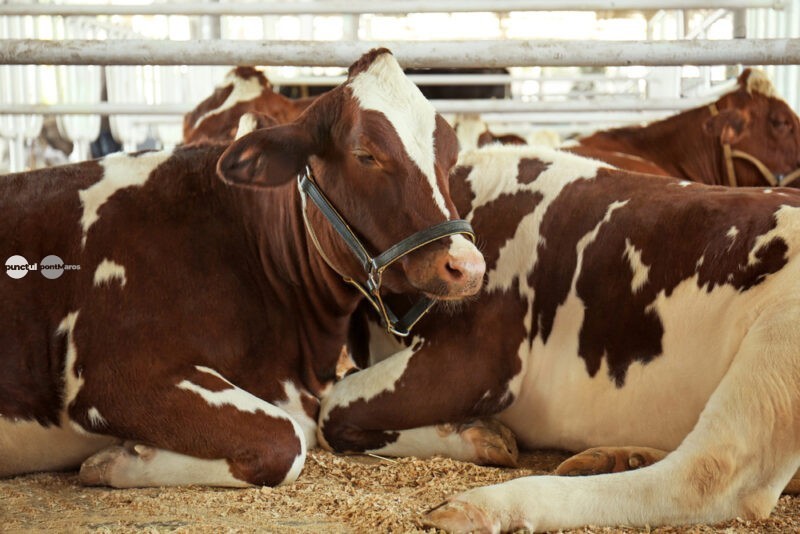 Crescătorii de bovine avertizează că prăbuşirea preţului la lapte şi scumpirea motorinei trimit animalele la abator