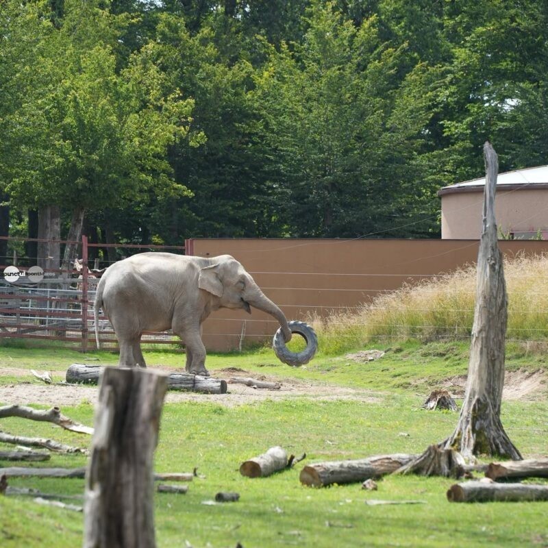 Contract de peste 4,4 milioane de lei pentru achiziția de hrană la Grădina Zoo