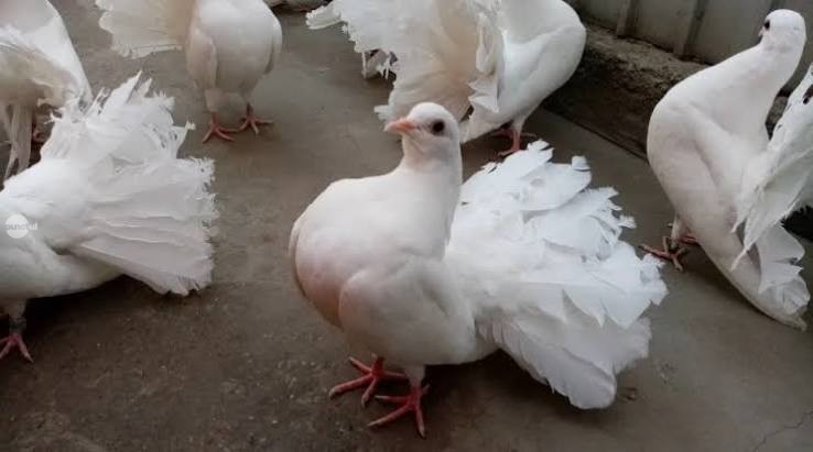 Târg de porumbei, păsări de curte și animale de blană, organizat la Luduș