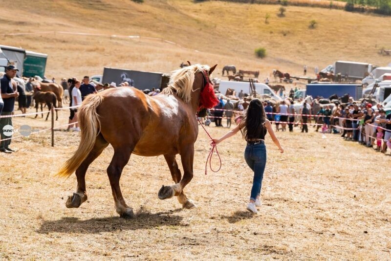 Festival ecvestru la Pogăceaua, un eveniment dedicat tradițiilor și culturii rurale