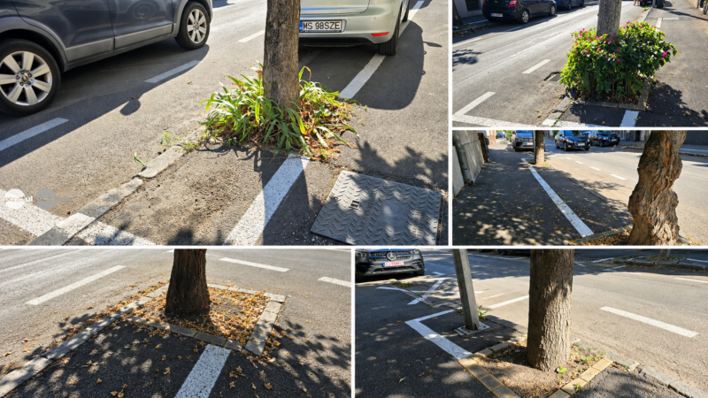 Parcări pentru copaci? Marcaje rutiere „creative” pe strada Rodnei din Târgu Mureș (foto)
