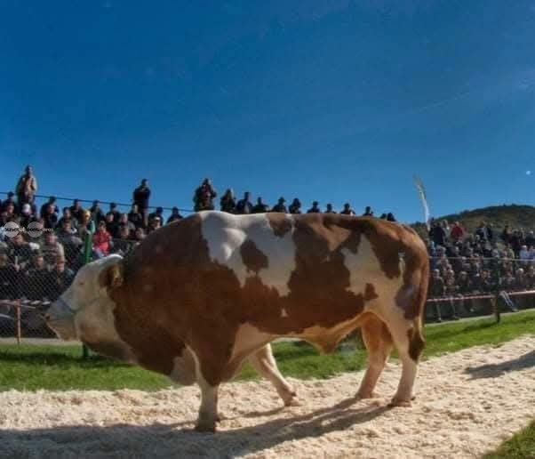 Parada Taurilor revine la Sângeorgiu de Mureș. Sute de fermieri sunt așteptați la eveniment