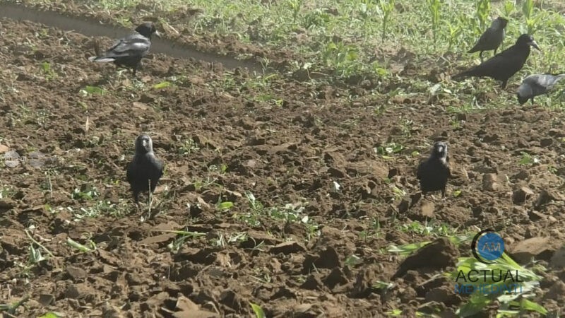 Covasna: Ciorile provoacă pagube importante culturilor agricole în judeţ