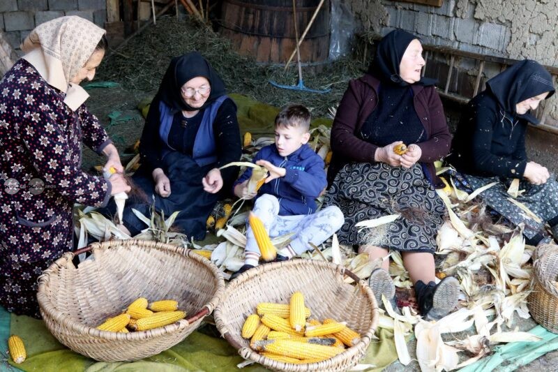 Clacă la ”desfăcatul”, ”sfărmatul” și măcinatul porumbului, ca pe vremuri