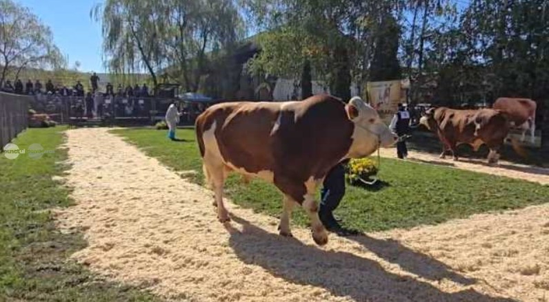 Exemplar din rasa Fleckvieh, câştigător la Parada Taurilor, care a marcat 50 de ani de activitate genetică