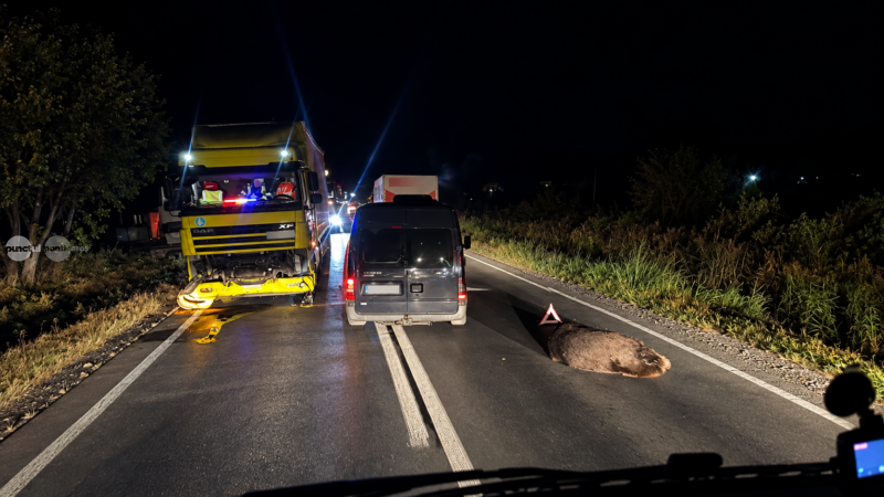 Tot mai multe accidente cu urși pe drumurile din Mureș. Șapte animale ucise de mașini și trenuri