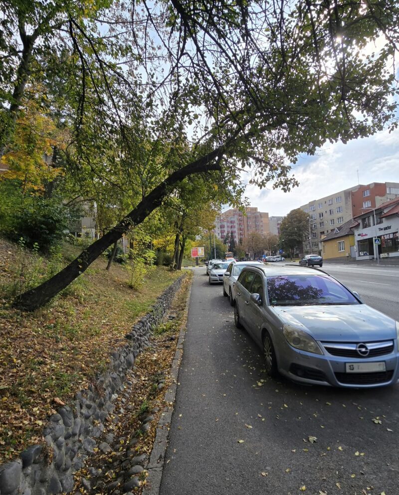 Copacul s-a înclinat în semn de respect. Urmează îmbrățișarea cu o mașină…