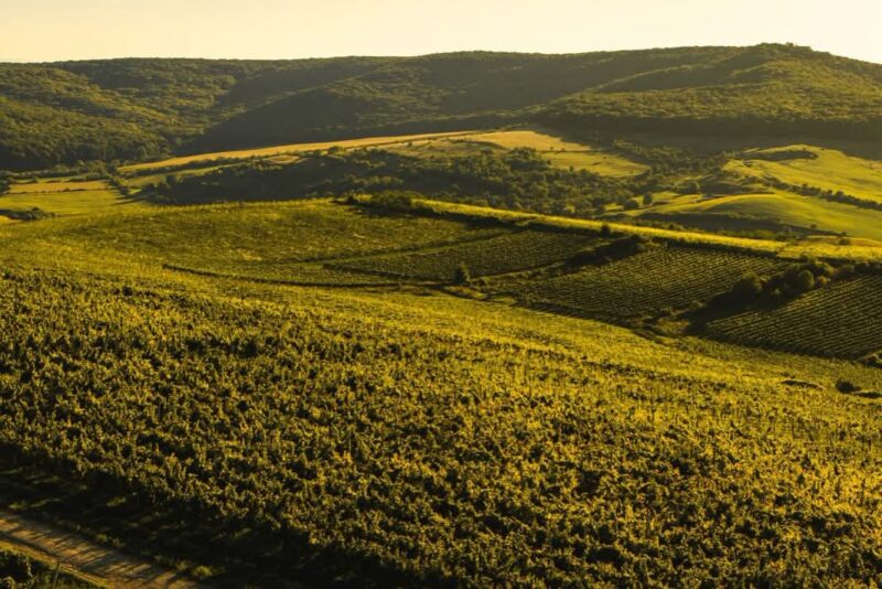 Mureșul ar putea câștiga mai mult din vii și livezi decât din culturi agricole cu valoare redusă. Zonele cu potențial care merită valorificate