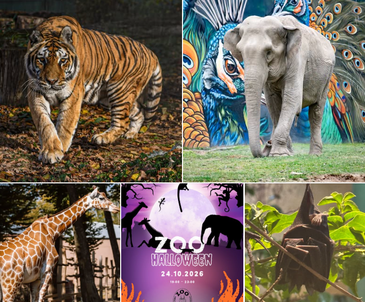 Magie de seară la Grădina Zoologică din Târgu Mureș!